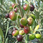 Early Harvest Arbequina  Jaen, Spain  October 2024 (Mild Intensity)