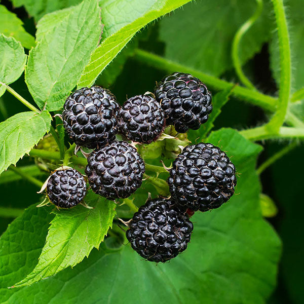 Black Raspberry Aged Balsamic Vinegar